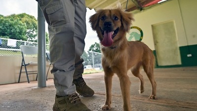 Only 397 pet dogs registered with MCD, compliance remains minima (AFP) Only 397 pet dogs registered with MCD, compliance remains minima (AFP)