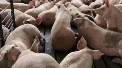 The Deputy Director of Animal Husbandry in Wayanad, Dr Rajesh, said that 193 pigs in and around the Nenmeni farm in Sultan Bathery will have to be culled this week to prevent the disease from spreading. The Deputy Director of Animal Husbandry in Wayanad, Dr Rajesh, said that 193 pigs in and around the Nenmeni farm in Sultan Bathery will have to be culled this week to prevent the disease from spreading.