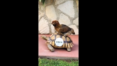 A screengrab of the video that shows a chicken taking an ‘Uber’ ride. (Instagram/@fozzcook) A screengrab of the video that shows a chicken taking an ‘Uber’ ride. (Instagram/@fozzcook)