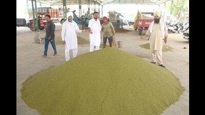 Despite record 4 lakh quintals moong produce, 86% bought below MSP in Punjab Despite record 4 lakh quintals moong produce, 86% bought below MSP in Punjab