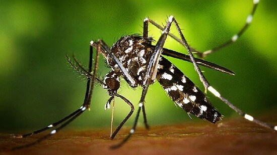 Zika virus infections are currently detected through polymerase chain reaction (PCR) tests performed in laboratory. (REPRESENTATIVE IMAGE)