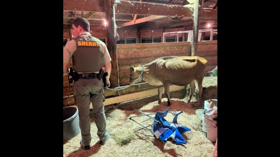 The Deputy Sheriff with the cow that ran loose during a fair. (Facebook/@BremerCountySheriffsOffice)