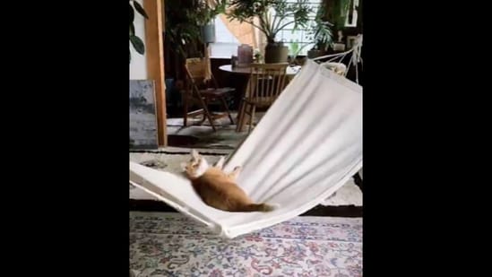 The cat can be seen relaxing on a hammock in this viral video.&nbsp;(Instagram/@am___cats)