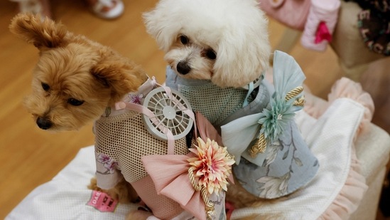 A 9-y-o female Pomeranian and Poodle Mix named Moco and 8-y-o female Poodle named Purin wear battery-powered fan outfits for pets, developed by Japanese maternity clothing maker "Sweet Mommy", in Tokyo, &nbsp;REUTERS/Issei Kato(REUTERS)