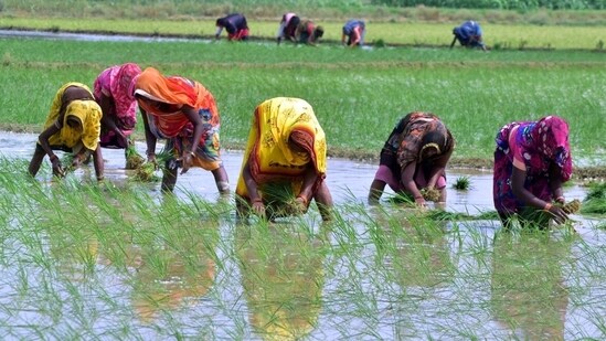 Farmers busy sowing paddy in Prayagraj. (HT file)