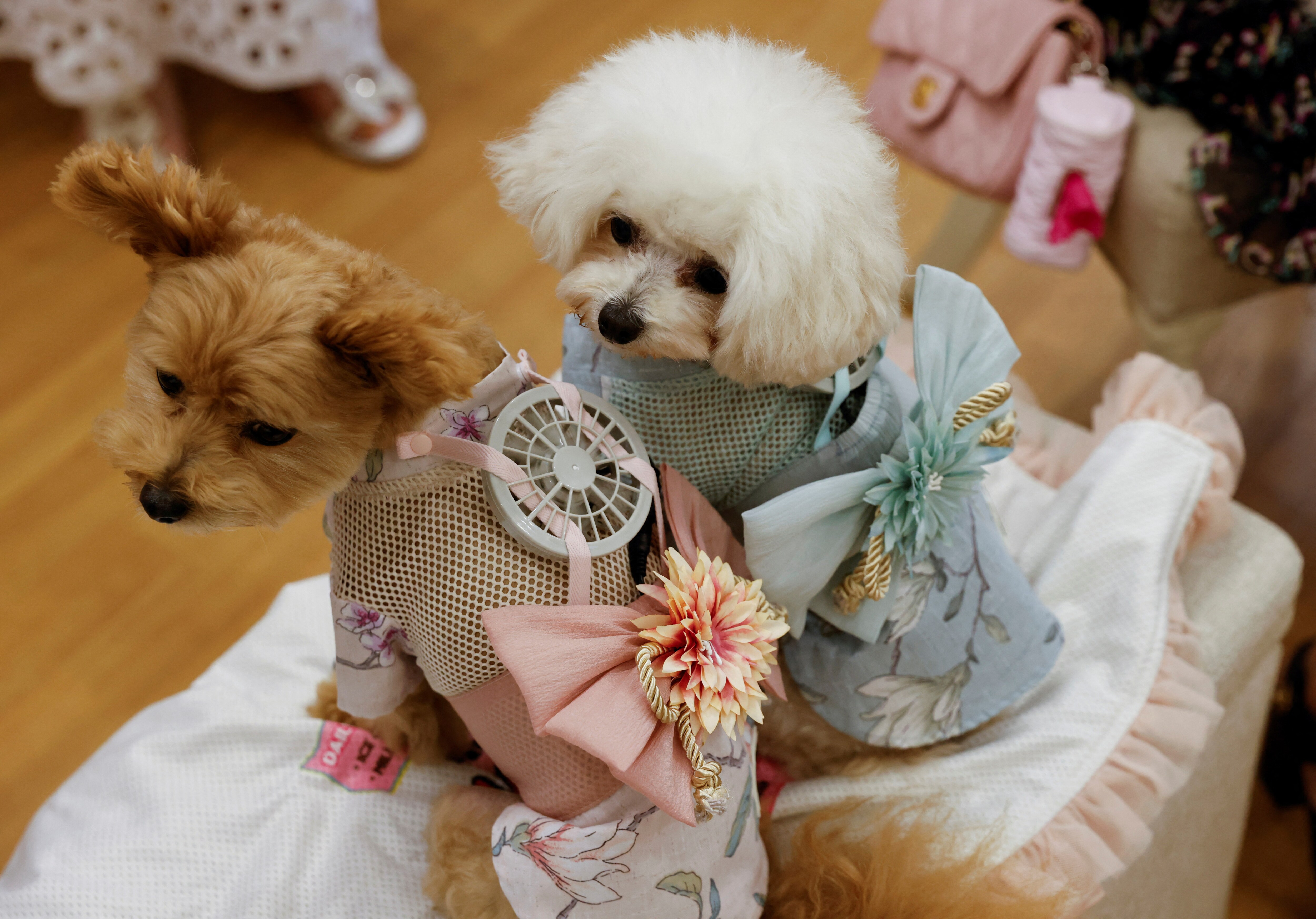 A 9-y-o female Pomeranian and Poodle Mix named Moco and 8-y-o female Poodle named Purin wear battery-powered fan outfits for pets, developed by Japanese maternity clothing maker "Sweet Mommy", in Tokyo, &nbsp;REUTERS/Issei Kato (REUTERS)