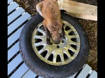 This is the fox who had its head stuck in a tyre. (Facebook/@CTEnConPolice) This is the fox who had its head stuck in a tyre. (Facebook/@CTEnConPolice)
