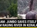 ON CAM: JUMBO SAVES ITSELF FROM RAGING RIVER IN KERALA ON CAM: JUMBO SAVES ITSELF FROM RAGING RIVER IN KERALA