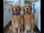 The Golden Retriever dogs do the ‘Painters Tape Challenge.’(Instagram/@tuckerbudzyn) The Golden Retriever dogs do the ‘Painters Tape Challenge.’(Instagram/@tuckerbudzyn)