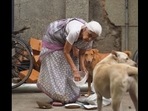 The image, taken from the Instagram video, shows 80-year-old, Vibha Kaul feeding stray dogs.(Instagram/@waggingtales_in) The image, taken from the Instagram video, shows 80-year-old, Vibha Kaul feeding stray dogs.(Instagram/@waggingtales_in)