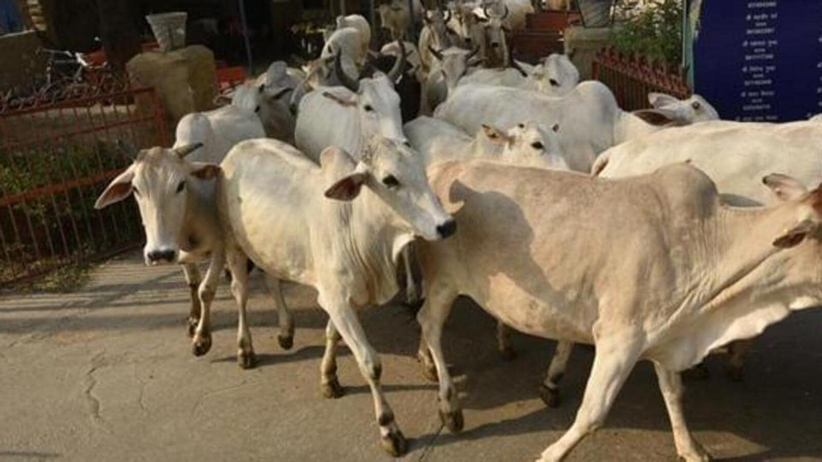 Lumpy Skin Disease Spreads To Rajasthan After Gujarat Over 3000 Cattle Dead Hindustan Times 2596