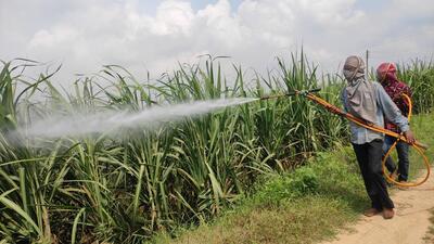 Farmers of the major sugarcane-growing districts of Yamunanagar, Karnal, Kurukshetra and Kaithal in Haryana said the crops are badly affected and they were running from pillar to post to protect their crops. (HT Photo) Farmers of the major sugarcane-growing districts of Yamunanagar, Karnal, Kurukshetra and Kaithal in Haryana said the crops are badly affected and they were running from pillar to post to protect their crops. (HT Photo)