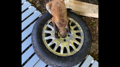This is the fox who had its head stuck in a tyre.&nbsp; (Facebook/@CTEnConPolice)