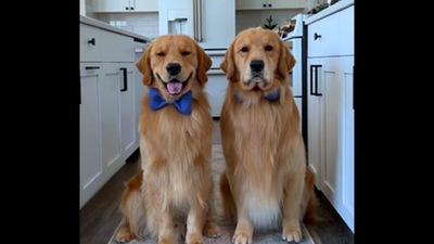 The Golden Retriever dogs do the ‘Painters Tape Challenge.’ (Instagram/@tuckerbudzyn) The Golden Retriever dogs do the ‘Painters Tape Challenge.’ (Instagram/@tuckerbudzyn)