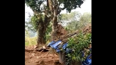 The image, taken from the Twitter video, shows the elephant trying to pluck a jackfruit hanging from a tree. (Twitter/@supriyasahuias)
