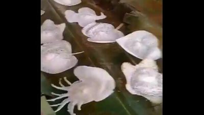 The image of appams in different shapes was taken from the video posted by Harsh Goenka. (Twitter/@hvgoenka)