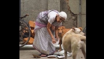 The image, taken from the Instagram video, shows 80-year-old, Vibha Kaul feeding stray dogs. (Instagram/@waggingtales_in)