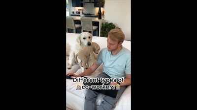 The image shows the Golden Retriever dog and her human. The text insert on the image reads, “Different types of co-workers.” (Instagram/@ladyandtheblues) The image shows the Golden Retriever dog and her human. The text insert on the image reads, “Different types of co-workers.” (Instagram/@ladyandtheblues)