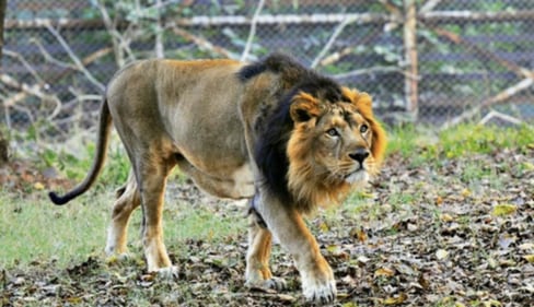 Asiatic lions are vulnerable because they have an isolated population in Gujarat. (Parveen Kumar/HT Archive) Asiatic lions are vulnerable because they have an isolated population in Gujarat. (Parveen Kumar/HT Archive)