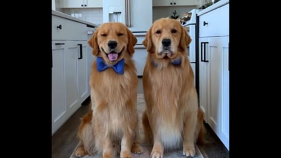 The Golden Retriever dogs do the ‘Painters Tape Challenge.’(Instagram/@tuckerbudzyn)