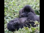 The baby gorilla tries to sneak its older brother's snack in this video. (Instagram/@savinggorillas) The baby gorilla tries to sneak its older brother's snack in this video. (Instagram/@savinggorillas)