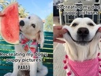 The video that shows a Golden Retriever dog's then and now pictures may win your heart owing to its sheer cuteness quotient.(Instagram/@ladyandtheblues) The video that shows a Golden Retriever dog's then and now pictures may win your heart owing to its sheer cuteness quotient.(Instagram/@ladyandtheblues)