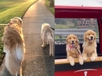The video posted on Instagram showcase a Golden Retriever dog being introduced to a little puppy. It then shows how they became besties for life. (Instagram/@goldengirl_xena) The video posted on Instagram showcase a Golden Retriever dog being introduced to a little puppy. It then shows how they became besties for life. (Instagram/@goldengirl_xena)