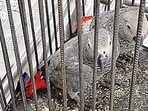 Two endangered African grey parrots seized at Delhi airport Two endangered African grey parrots seized at Delhi airport