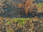 A smouldering peatland. (Representational image) A smouldering peatland. (Representational image)