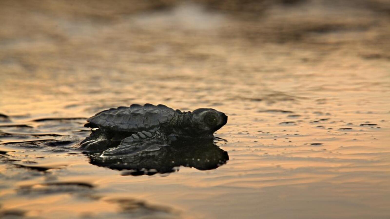 Scientists lose contact with fourth Olive Ridley turtle