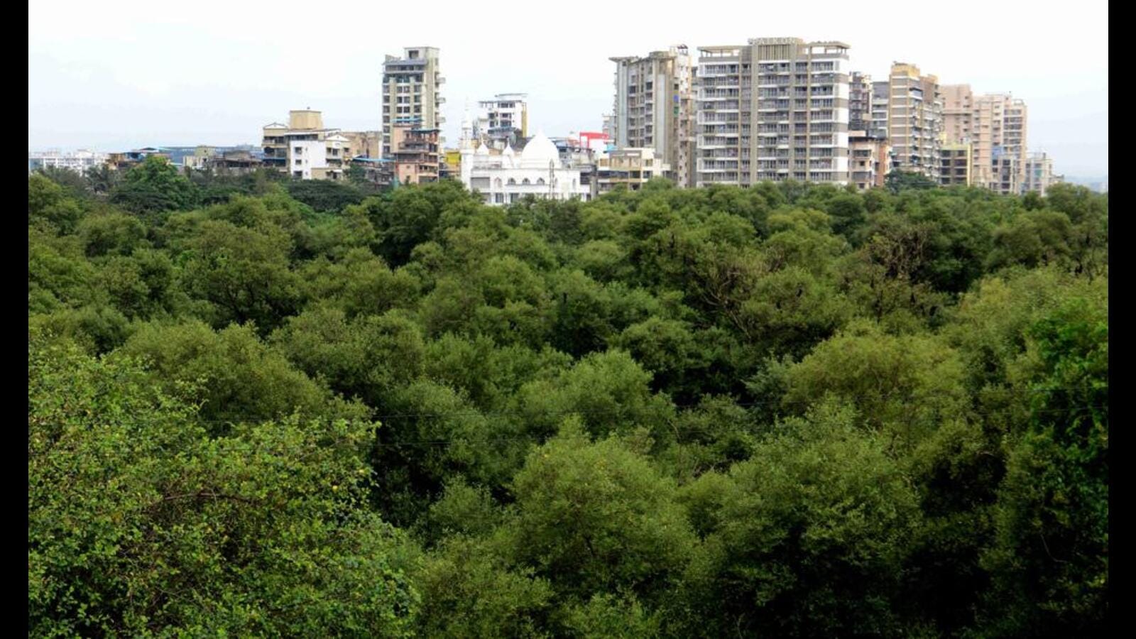 Mangroves along Palm Beach Road in Nerul destroyed, claim greens