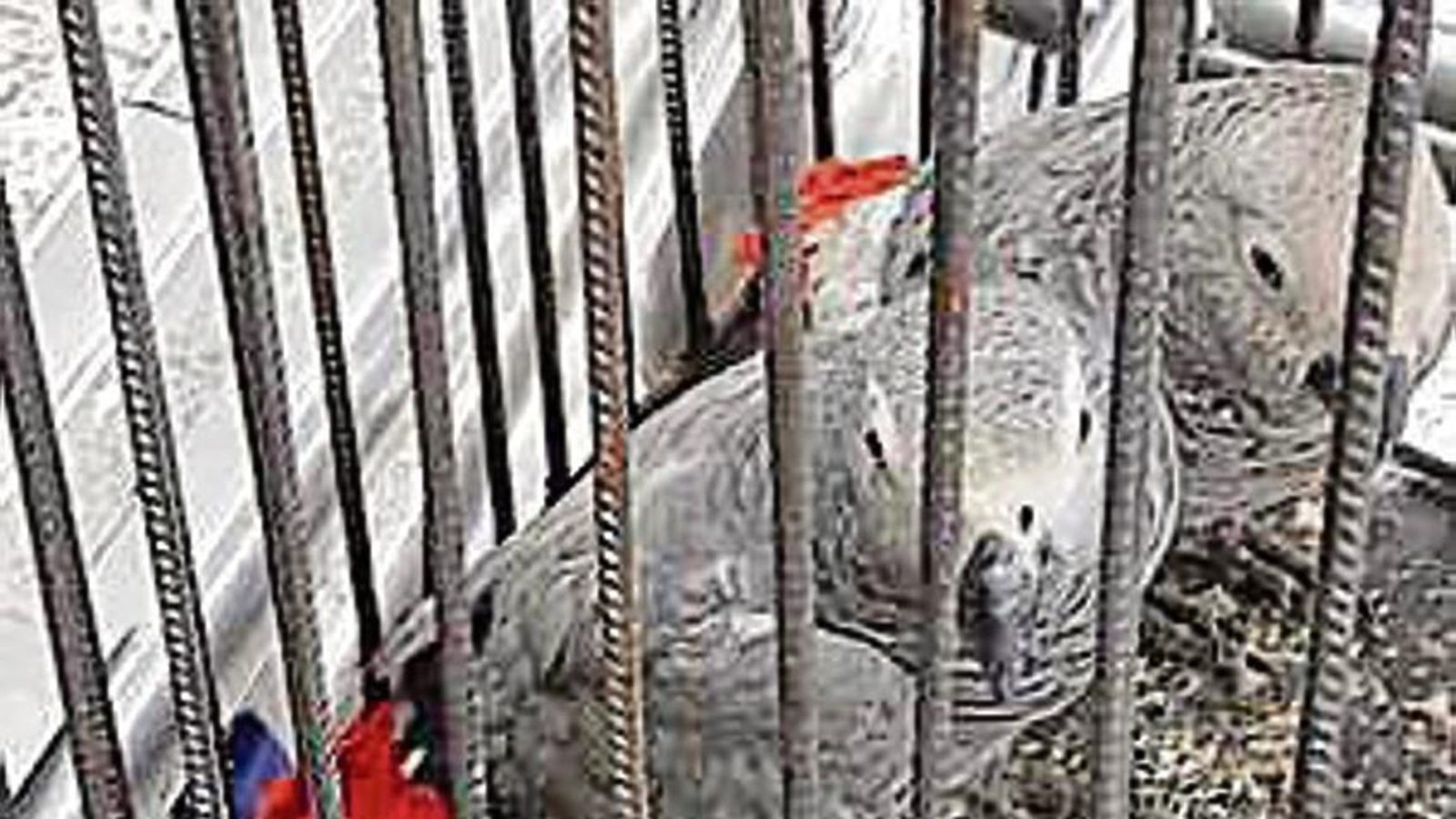 Two endangered African grey parrots seized at Delhi airport