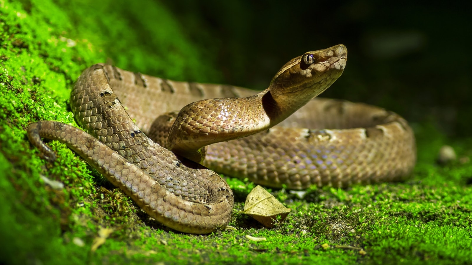 The secrets of snakes: Their hidden legs and insane diets, explained - BBC  Science Focus Magazine