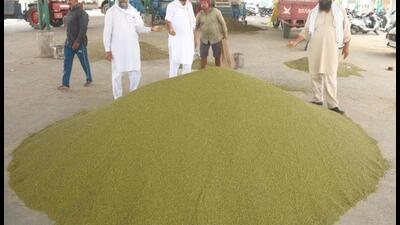 Punjab govt extends ‘moong’ procurement date till August 10