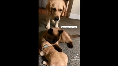 The image, taken from the Reddit video, shows the cat taking care of a golden retriever pup as the mama dog looks on. (Reddit/@Blade_982) The image, taken from the Reddit video, shows the cat taking care of a golden retriever pup as the mama dog looks on. (Reddit/@Blade_982)