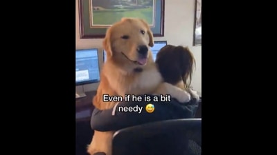 This is how the Golden Retriever dog helps its human reduce work stress. (Instagram/@agoldennamedkevin) This is how the Golden Retriever dog helps its human reduce work stress. (Instagram/@agoldennamedkevin)
