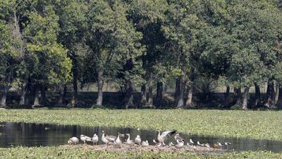 A thriving wetland in India. (HT File Photo)