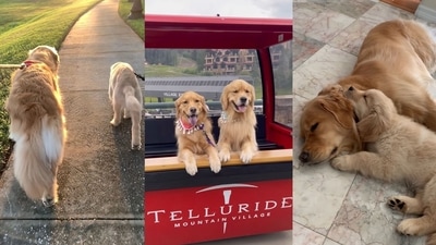 The video posted on Instagram showcase a Golden Retriever dog being introduced to a little puppy. It then shows how they became besties for life. (Instagram/@goldengirl_xena) The video posted on Instagram showcase a Golden Retriever dog being introduced to a little puppy. It then shows how they became besties for life. (Instagram/@goldengirl_xena)