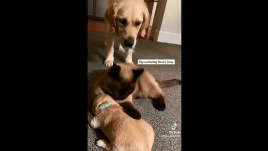 The image, taken from the Reddit video, shows the cat taking care of a golden retriever pup as the mama dog looks on.(Reddit/@Blade_982)