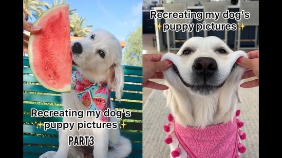 The video that shows a Golden Retriever dog's then and now pictures may win your heart owing to its sheer cuteness quotient.(Instagram/@ladyandtheblues)