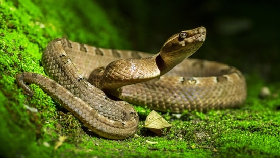 A little snake's big gulp may put all other snakes to shame