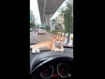 The image, taken from the video shared on Instagram, shows a cat enjoying a car ride on the dashboard. (Instagram/@luckythoongthong) The image, taken from the video shared on Instagram, shows a cat enjoying a car ride on the dashboard. (Instagram/@luckythoongthong)