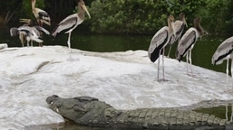 The Ranganatittu bird sanctuary in Srirangapatna, Karnataka, was declared a Ramsar site, which means it is a wetland of international importance. (Image source: LBB)