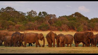 The amended bill has a new Subsection (4) to Section 43 that takes away the protection from trade in elephants. (HT PHOTO) The amended bill has a new Subsection (4) to Section 43 that takes away the protection from trade in elephants. (HT PHOTO)