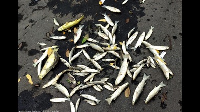 Unidentified persons have been booked following the death of crabs, fish at Bhendkhal Creek in Uran. (HT PHOTO)