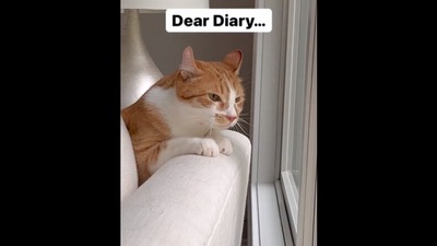 The image, taken from the viral Instagram video, shows the cat's ‘confession’ in his diary regarding a random squirrel.&nbsp; (Instagram/@pumpkinmalin)