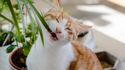 Ayurveda for pet care: 5 ways to boost your pet's health with Neem, Ashwagandha, other Ayurvedic herbs (Nadiye Odabaşı ) Ayurveda for pet care: 5 ways to boost your pet's health with Neem, Ashwagandha, other Ayurvedic herbs (Nadiye Odabaşı )