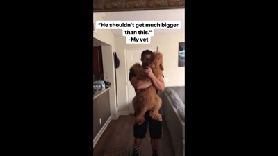 The image shows the dog named Brodie with its human. It has reminded people of Clifford the Big Red Dog. (Instagram/@brodiethatdood) The image shows the dog named Brodie with its human. It has reminded people of Clifford the Big Red Dog. (Instagram/@brodiethatdood)