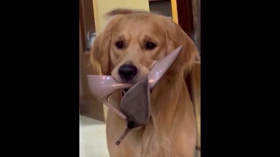 This Golden Retriever dog can be seen ‘stealing’ various things.&nbsp;(Instagram/@golden_boyleo)