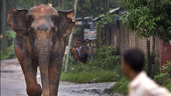 Experts hail removal of wildlife bill's clause on elephant trade